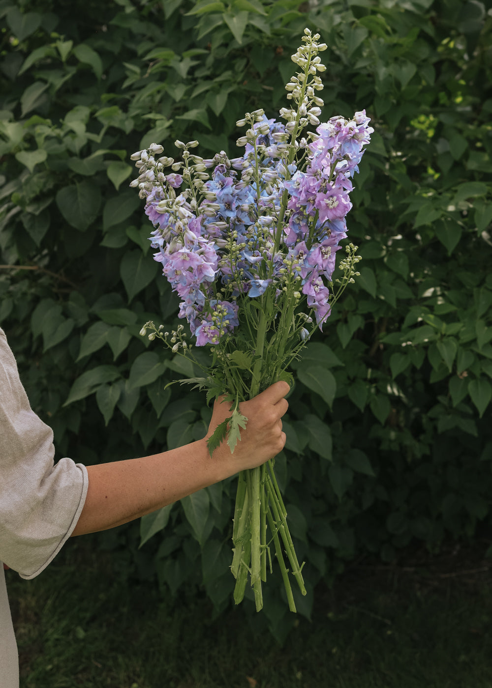 Rittersporn - Guardian Lavender F1