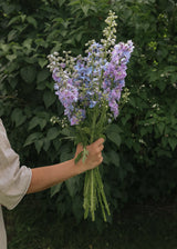 Ridderspore - Guardian Lavender F1