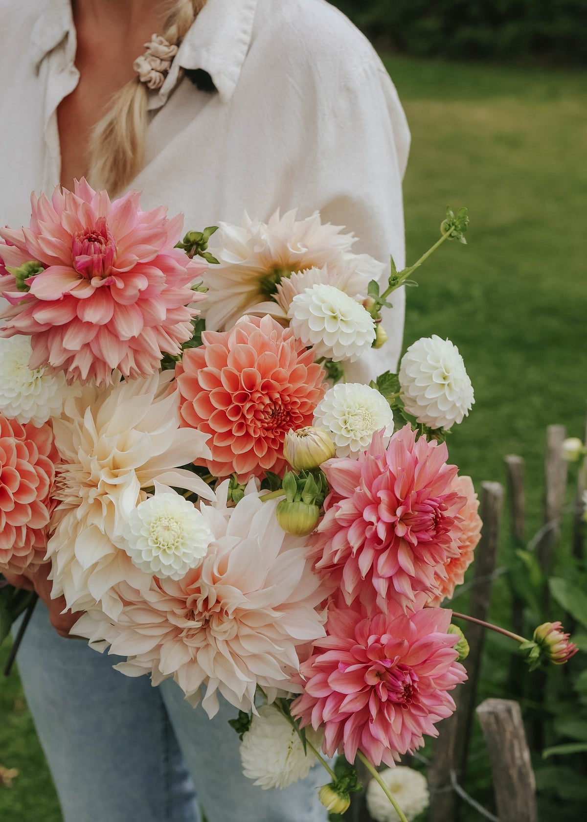 Dahlia Mix - Antique Rose