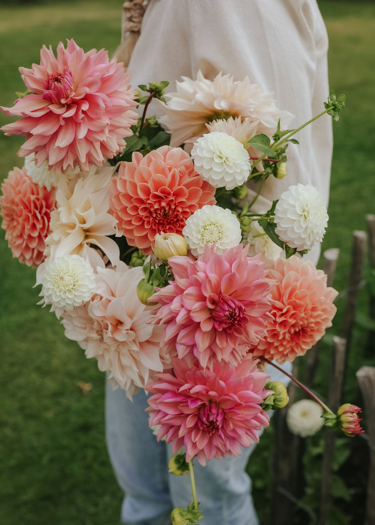 Dahlia Mix - Antique Rose
