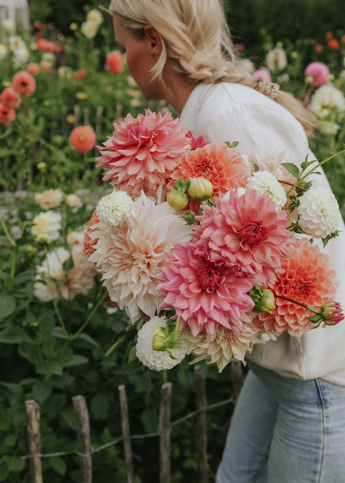 Dahlia Mix - Antique Rose