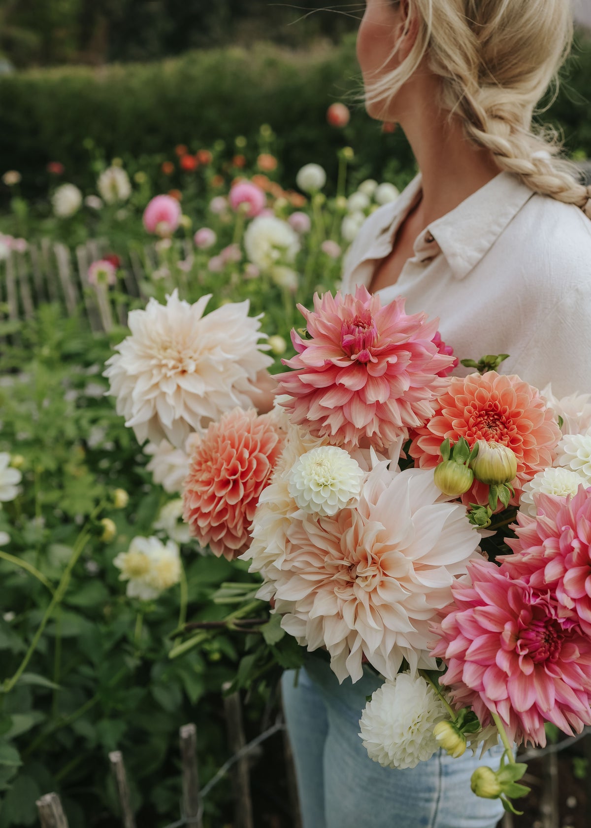 Dahlia Mix - Antique Rose
