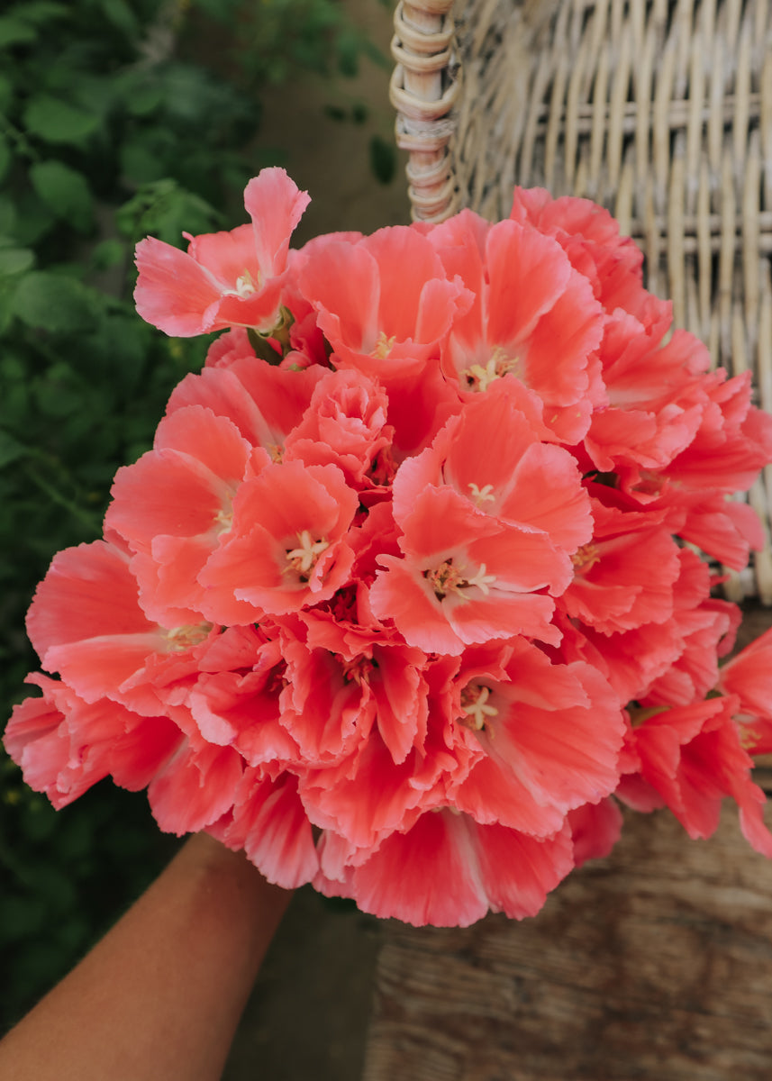 Farewell-to-spring - Grace Salmon