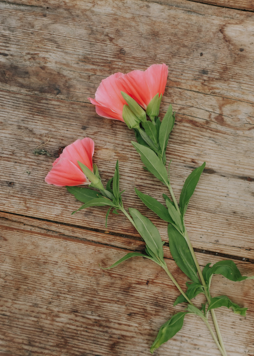 Farewell-to-spring - Grace Salmon