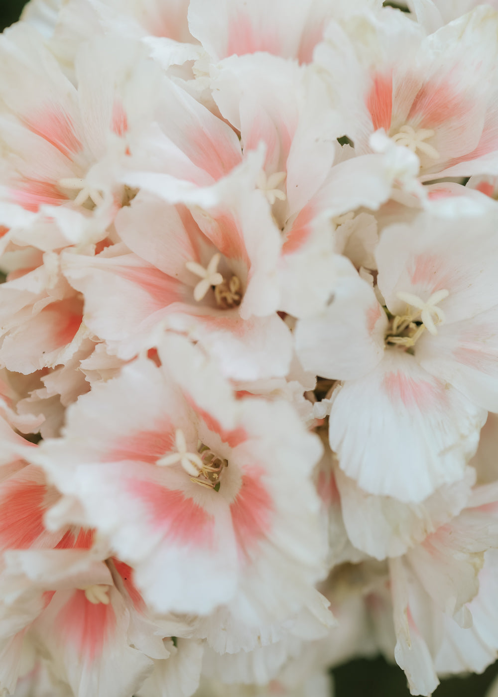 Farewell-to-spring - Grace Shell Pink