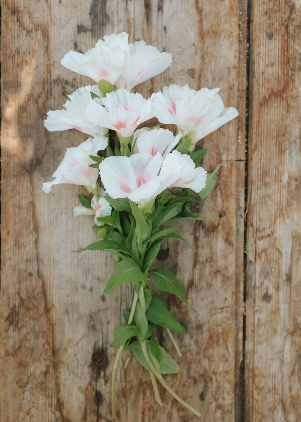 Farewell-to-spring - Grace Shell Pink