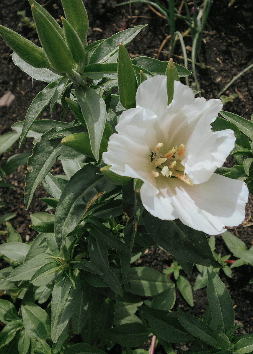 Farewell-to-spring - Grace White