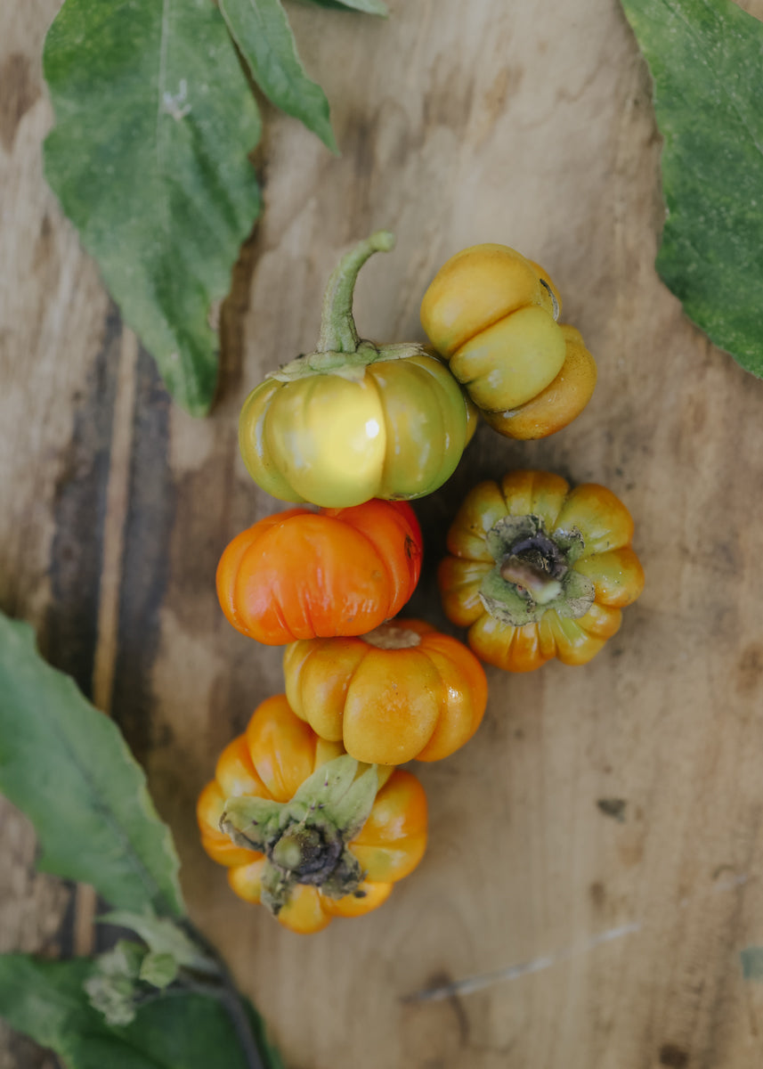 Aubergine - Pumpkin on a stick