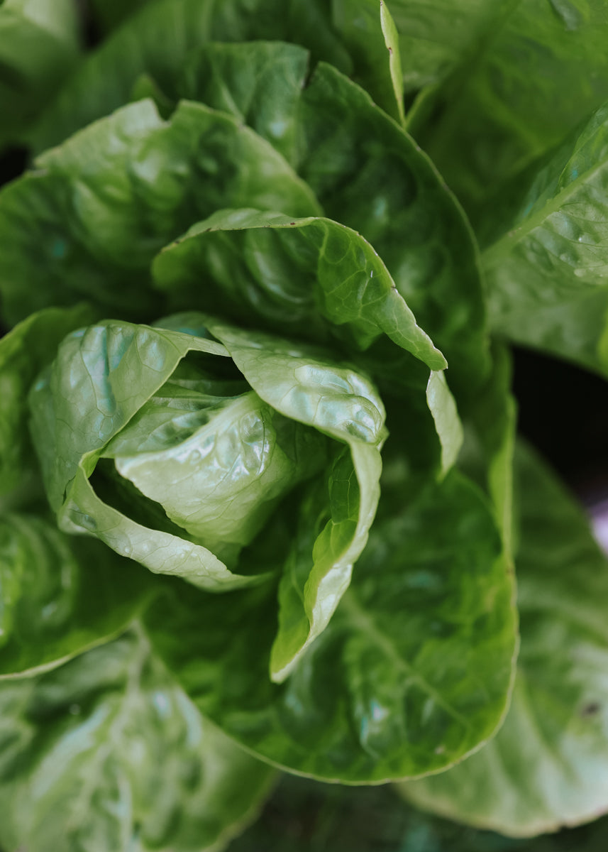 Lettuce - Little Gem