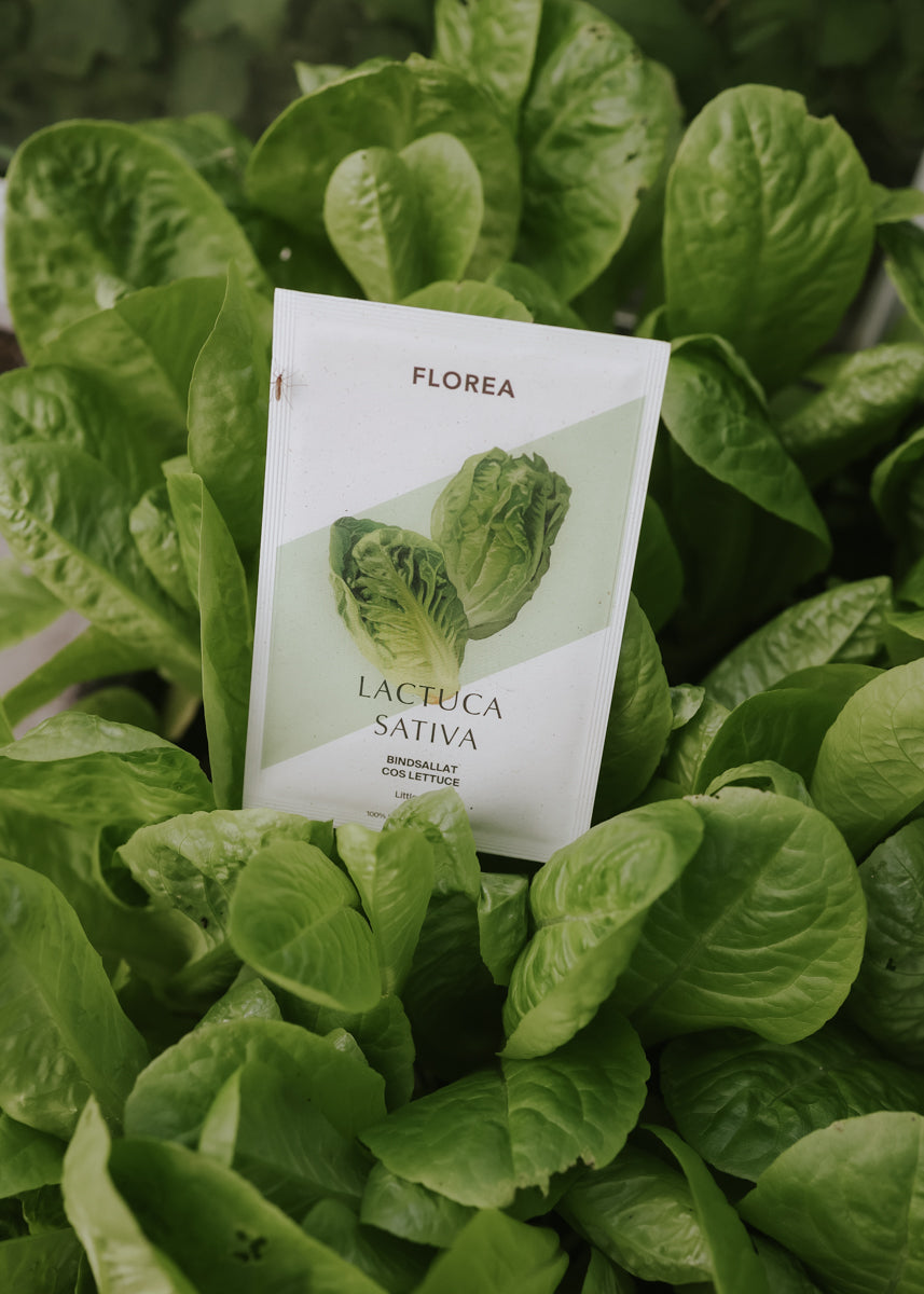 Bindsallat - Little Gem