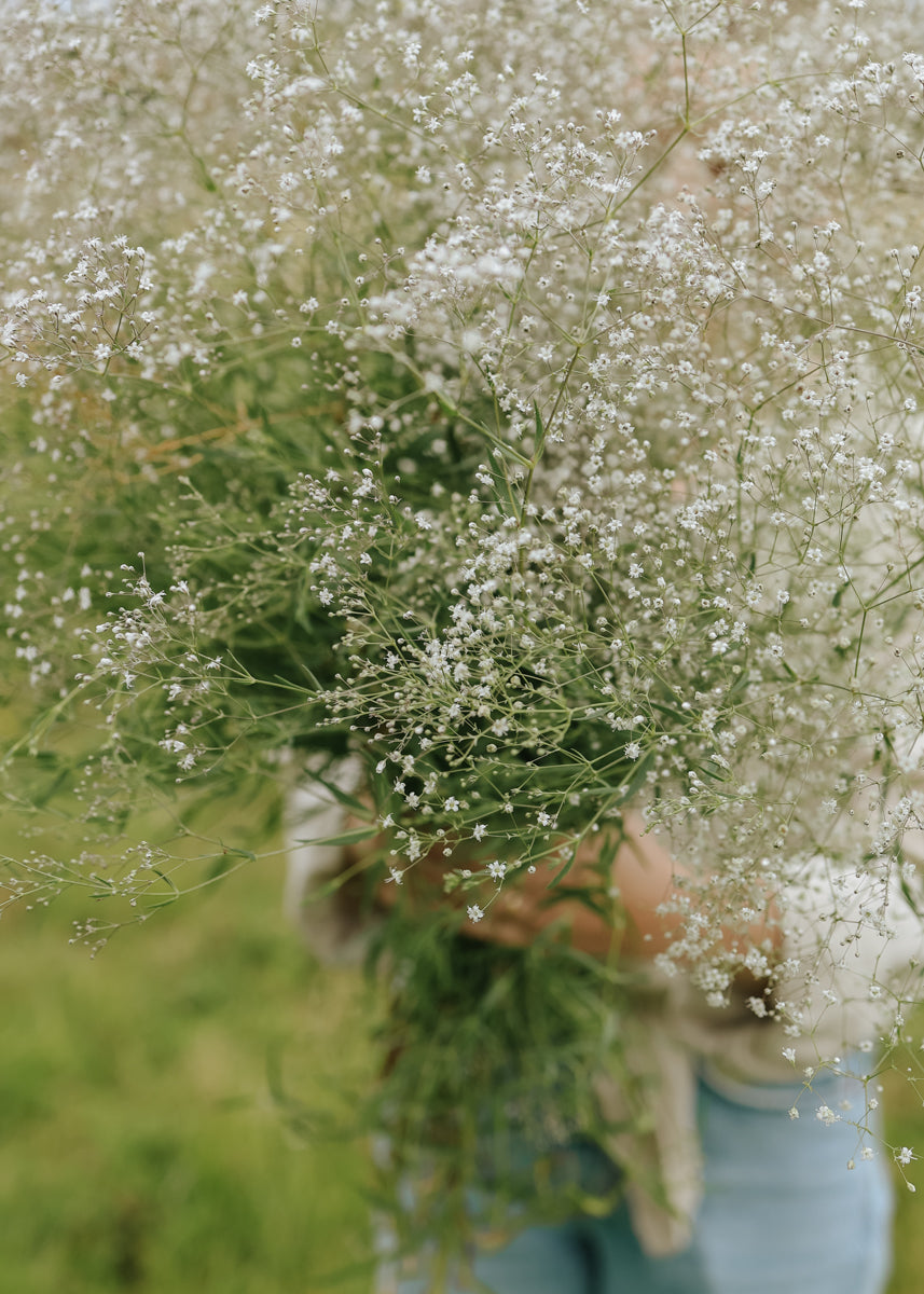 Schleierkraut - Snowflake