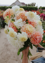 Dahlia Mix - Apricot Dream