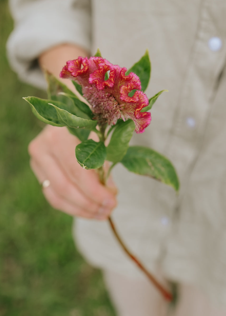 Celosia seeds - Neo Rose - buy seeds online – Florea Garden