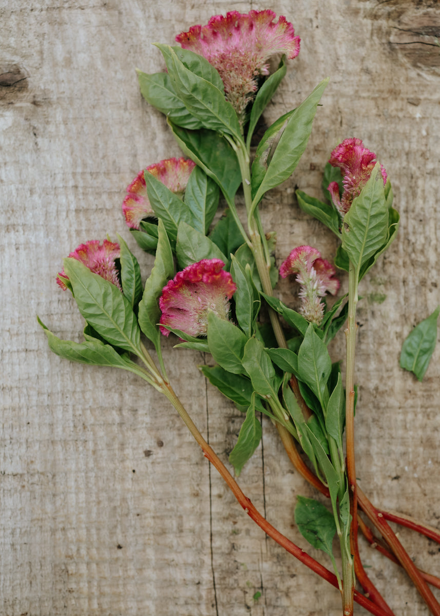 Celosia seeds - Neo Rose - buy seeds online – Florea Garden