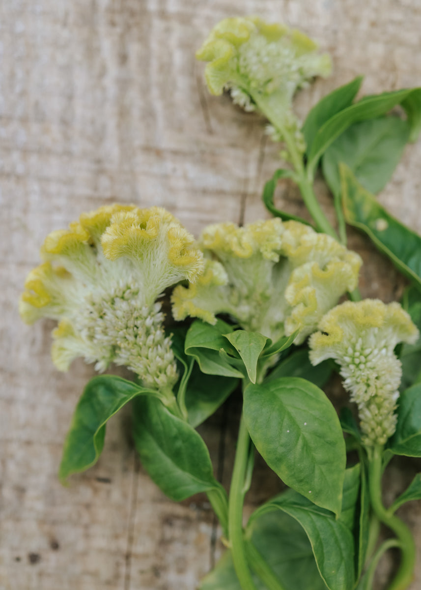 Öffen pointed-CELOSIA / BLACK オッフェン Florea_Celosia_Spring_green_lo