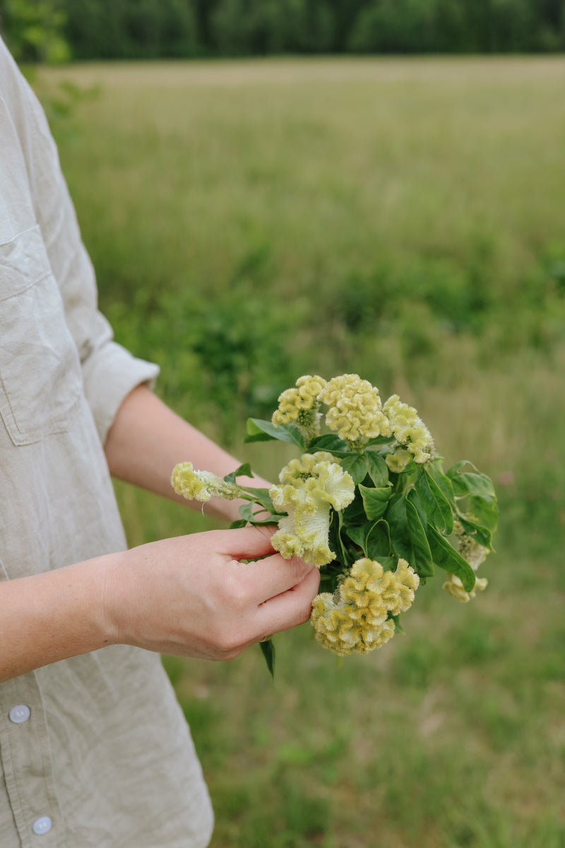 Celosia - Spring Green