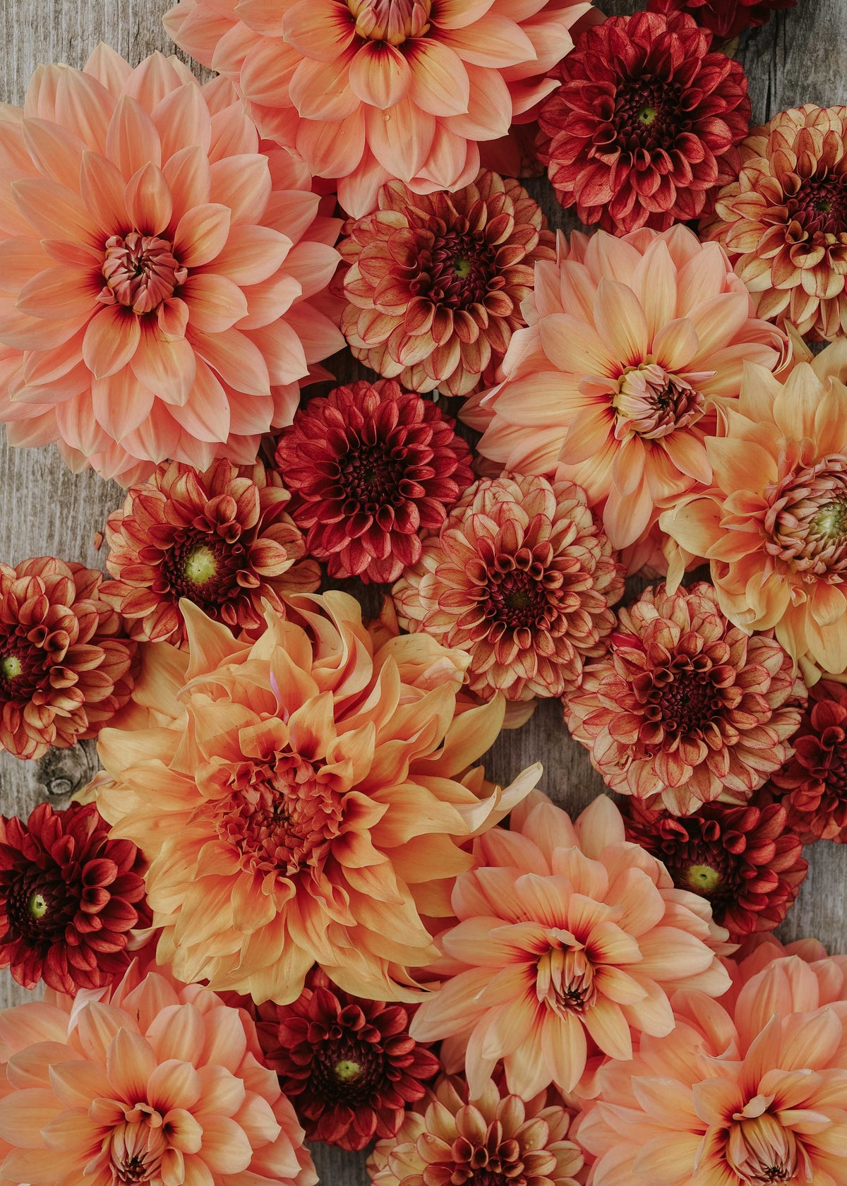 Dahlia Mix - Copper Glow