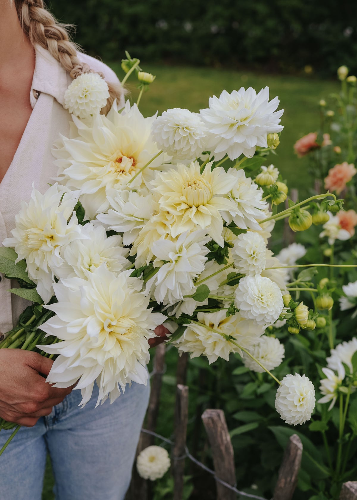 Dahlia Mix - Creamy White