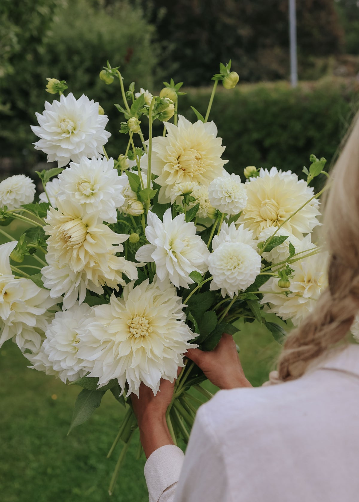 Dahlia Mix - Creamy White