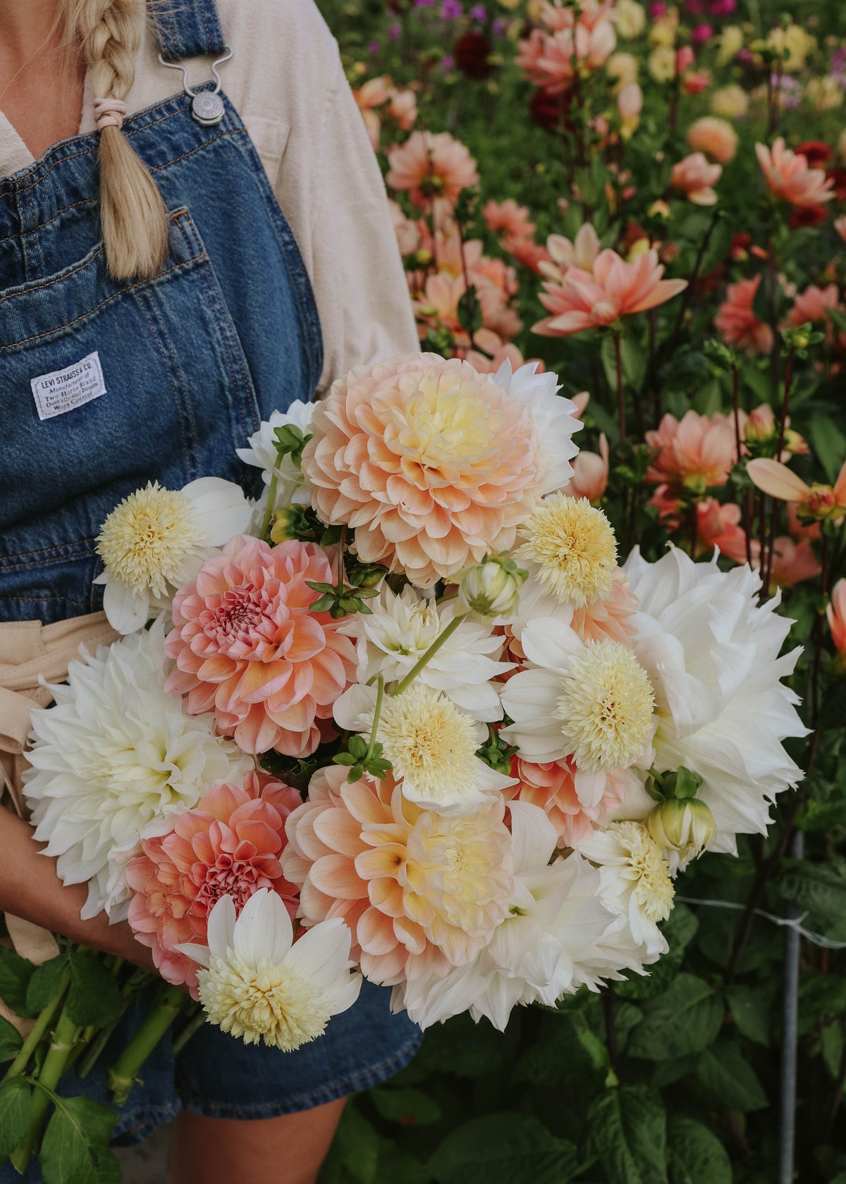 Dahlia Mix - Apricot Dream