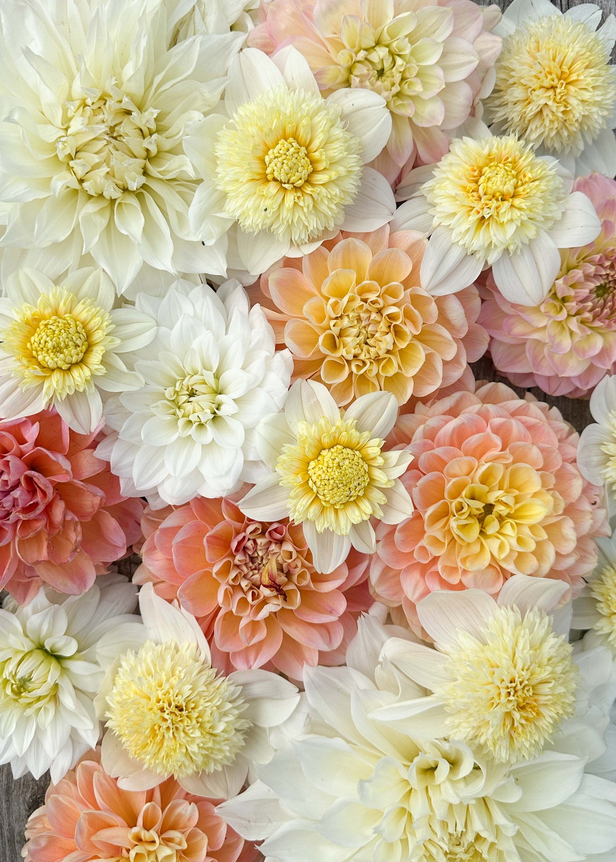 Dahlia Mix - Apricot Dream