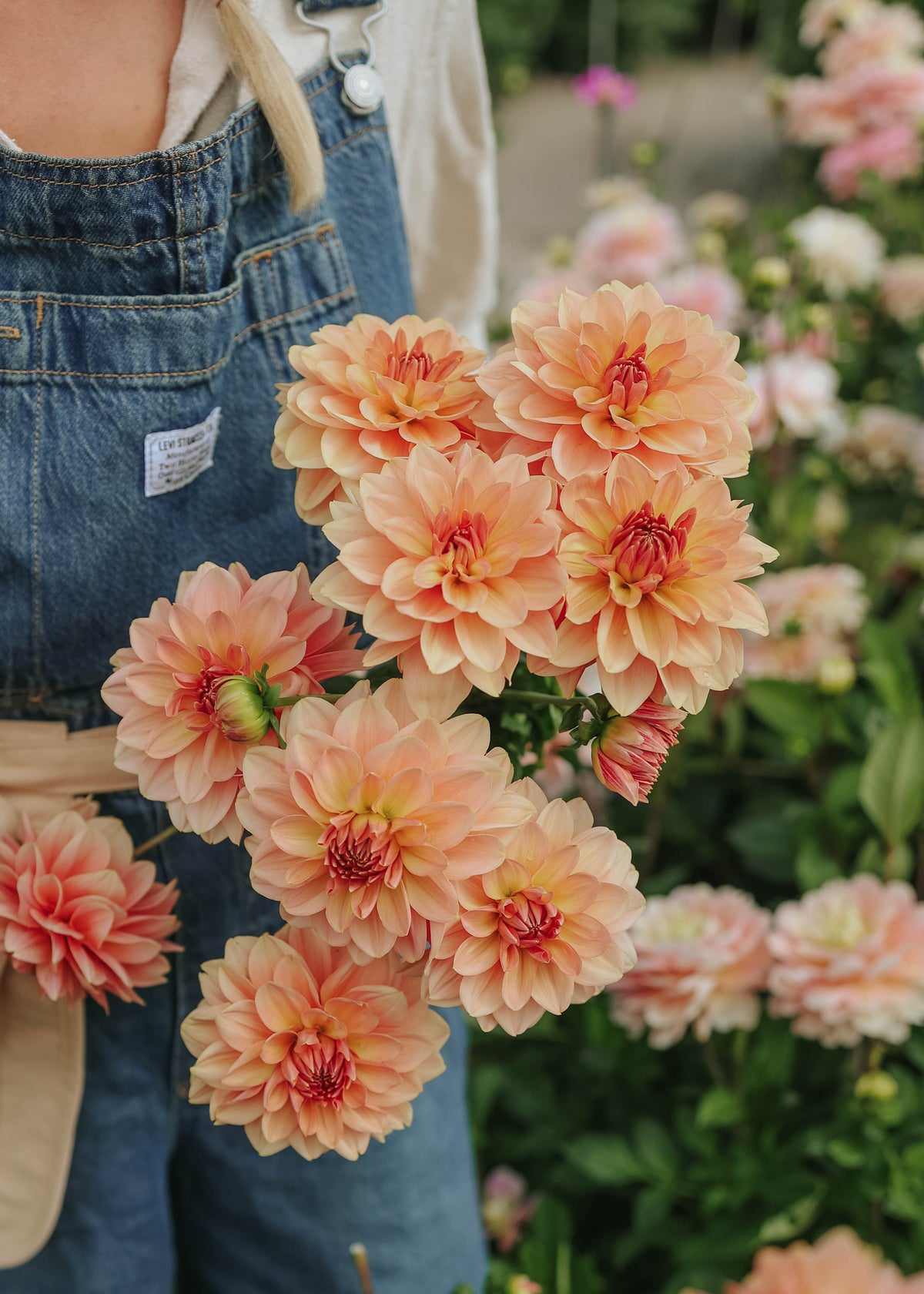 Dahlia - Dolce Eva