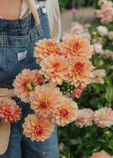 Dahlia - Dolce Eva