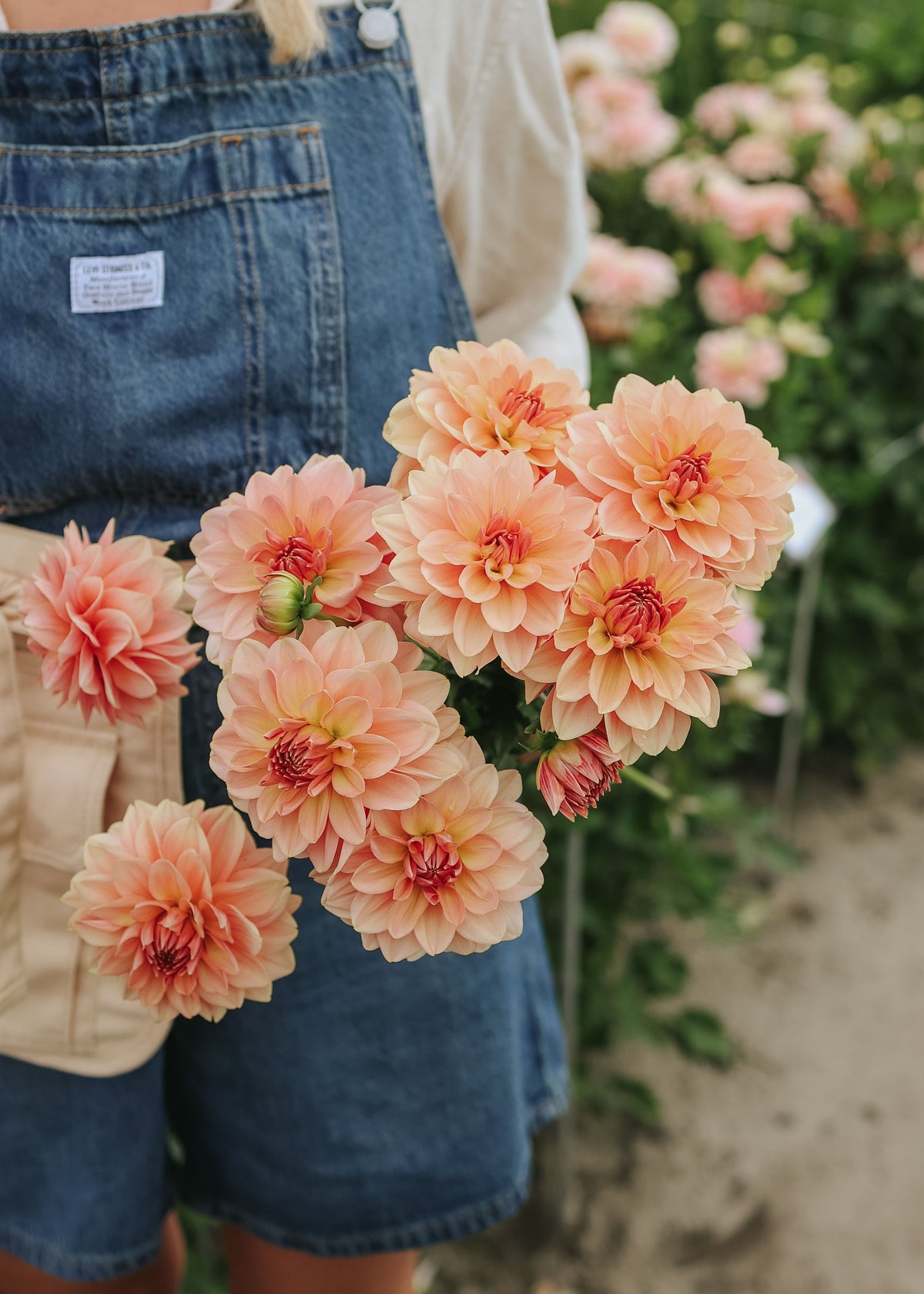 Dahlia - Dolce Eva