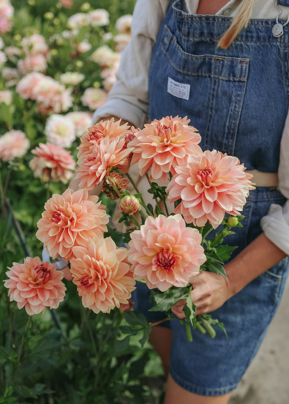 Dahlia - Dolce Eva