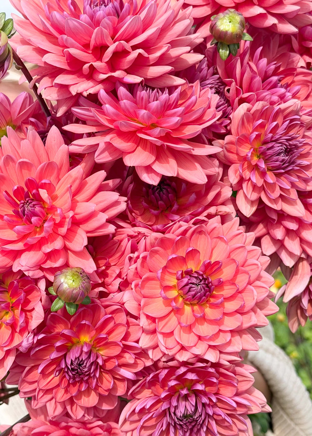 Dahlia - Dutch Pearl