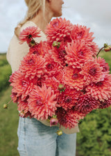 Dahlia - Dutch Pearl