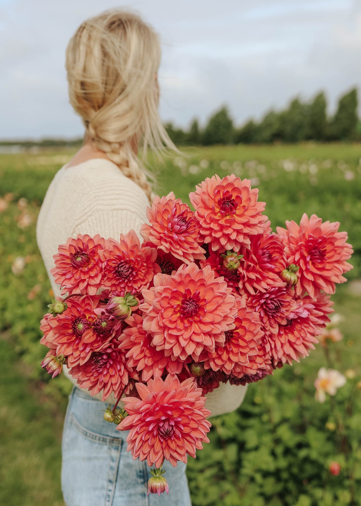 Dahlia - Dutch Pearl