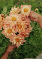 Dahlia - FdM's SOJO