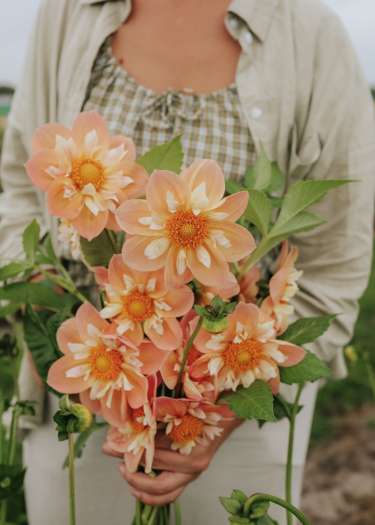 Dahlia - FdM's SOJO