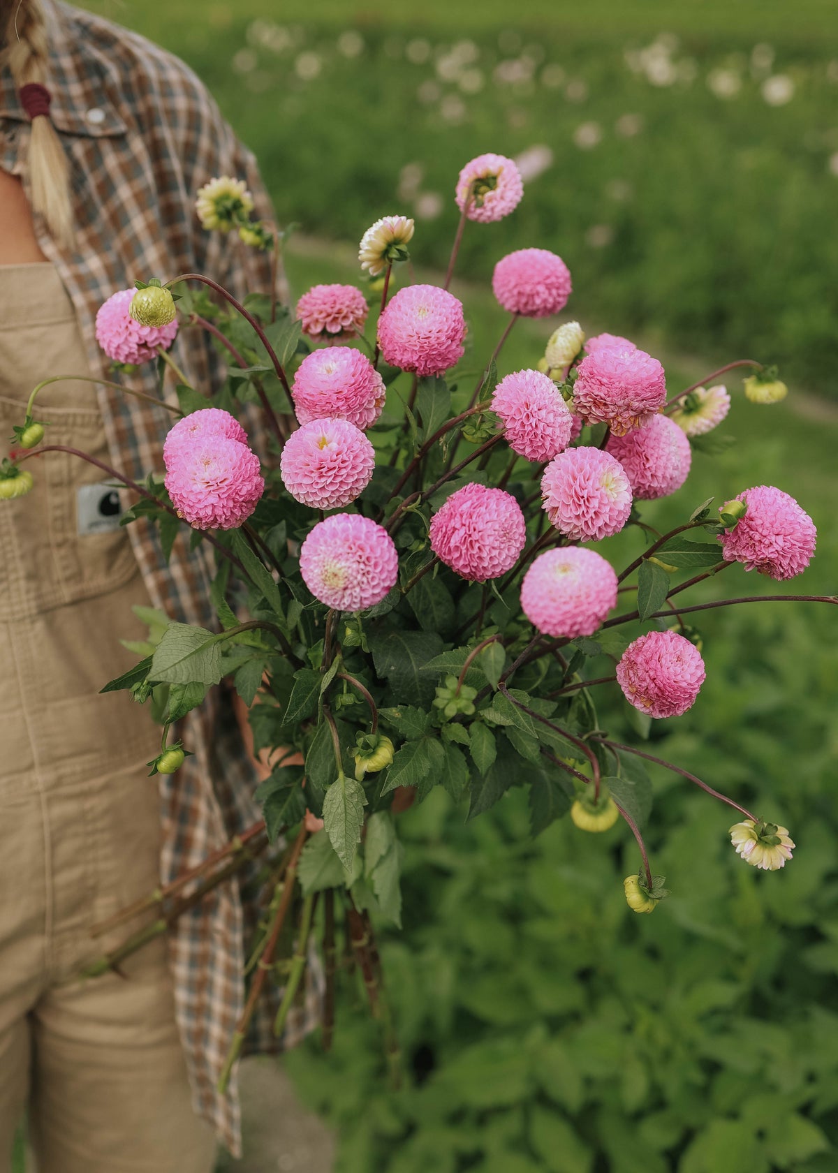 Dahlia - Maaike