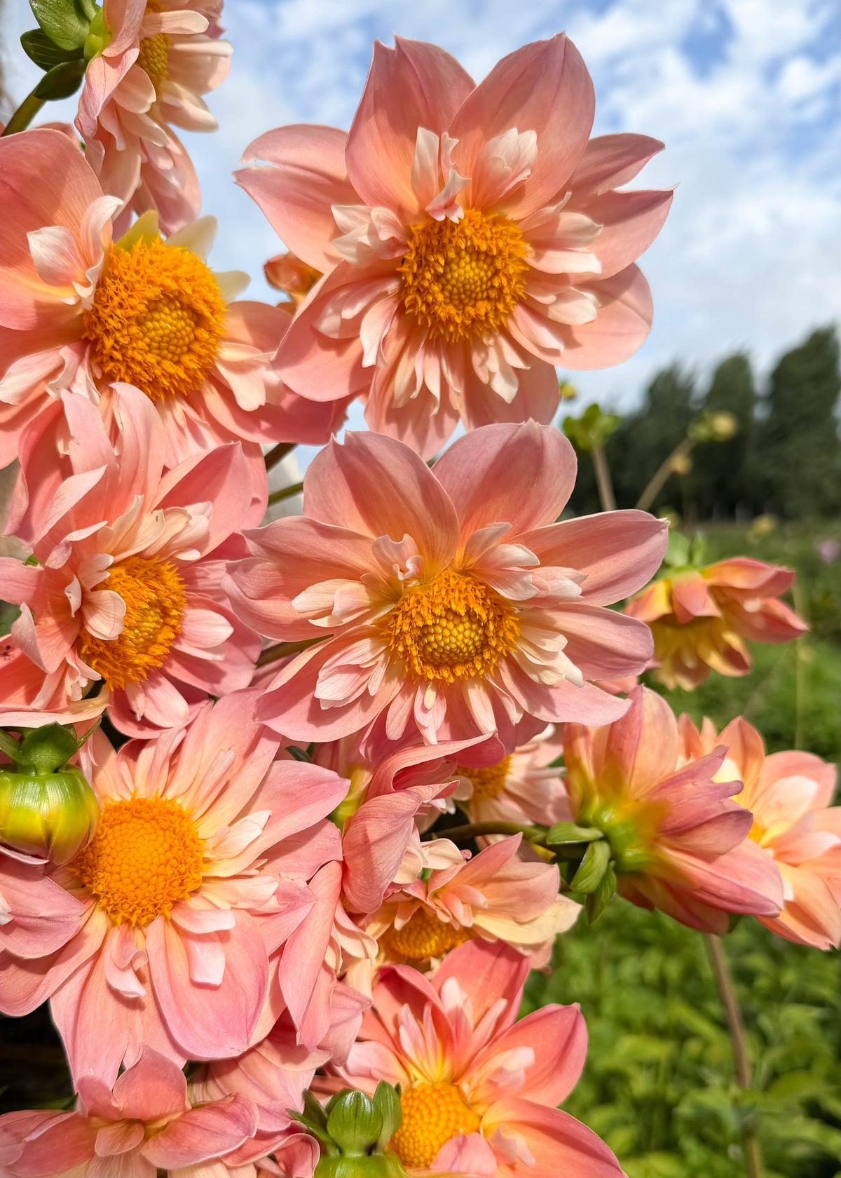 Dahlia - FdM's SOJO