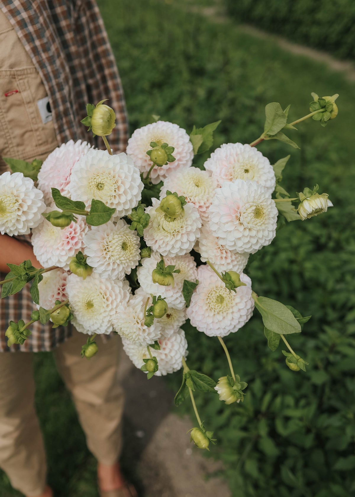 Dahlia - Pink Pearl