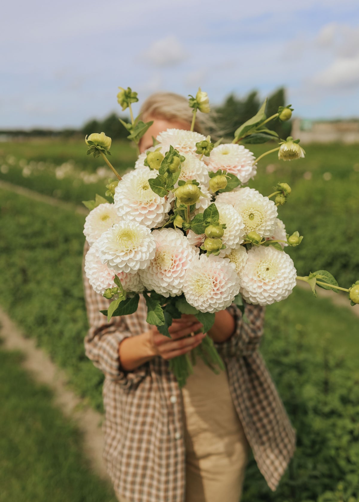 Dahlia - Pink Pearl