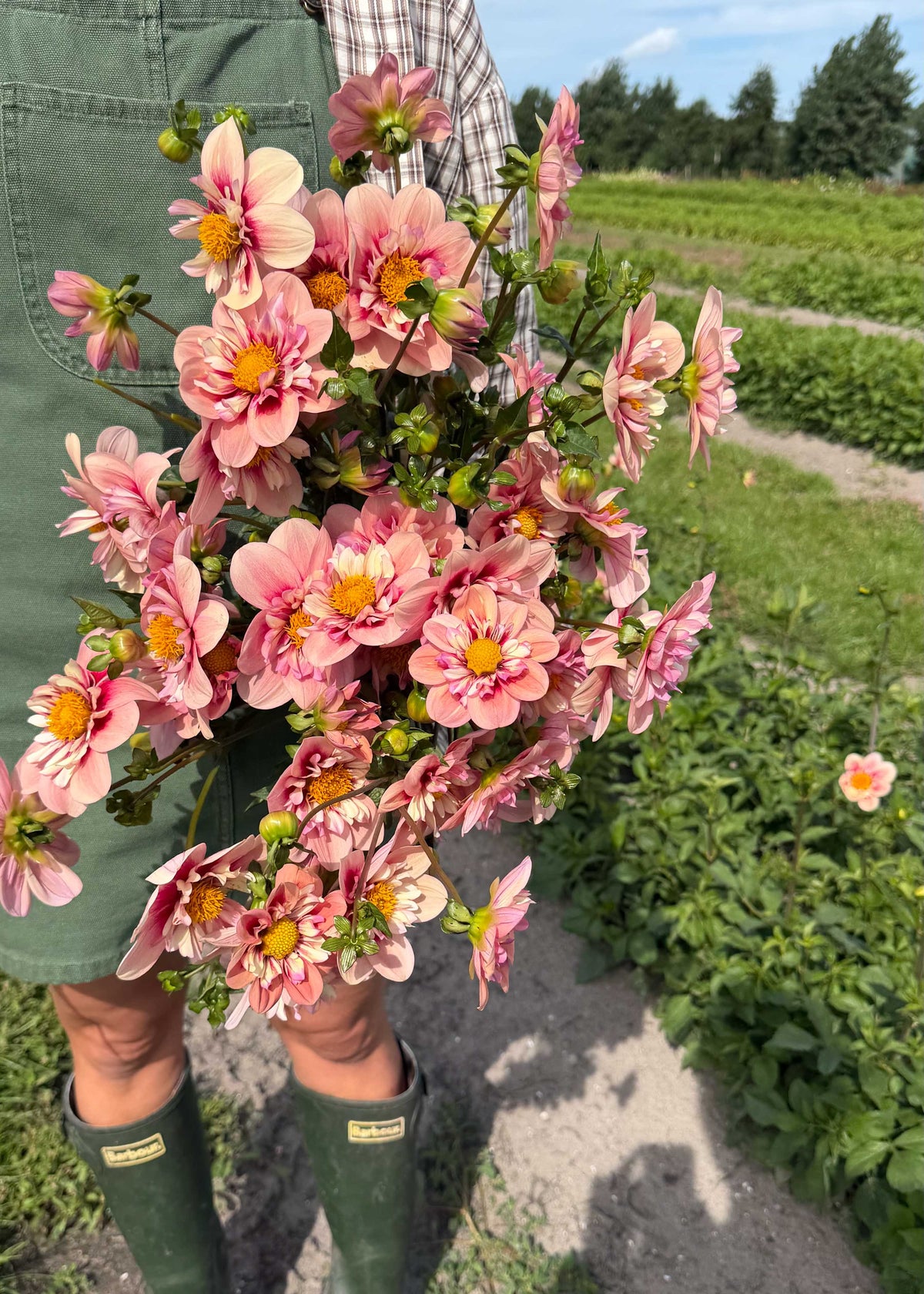 Dahlia - Rhubarb & Custard