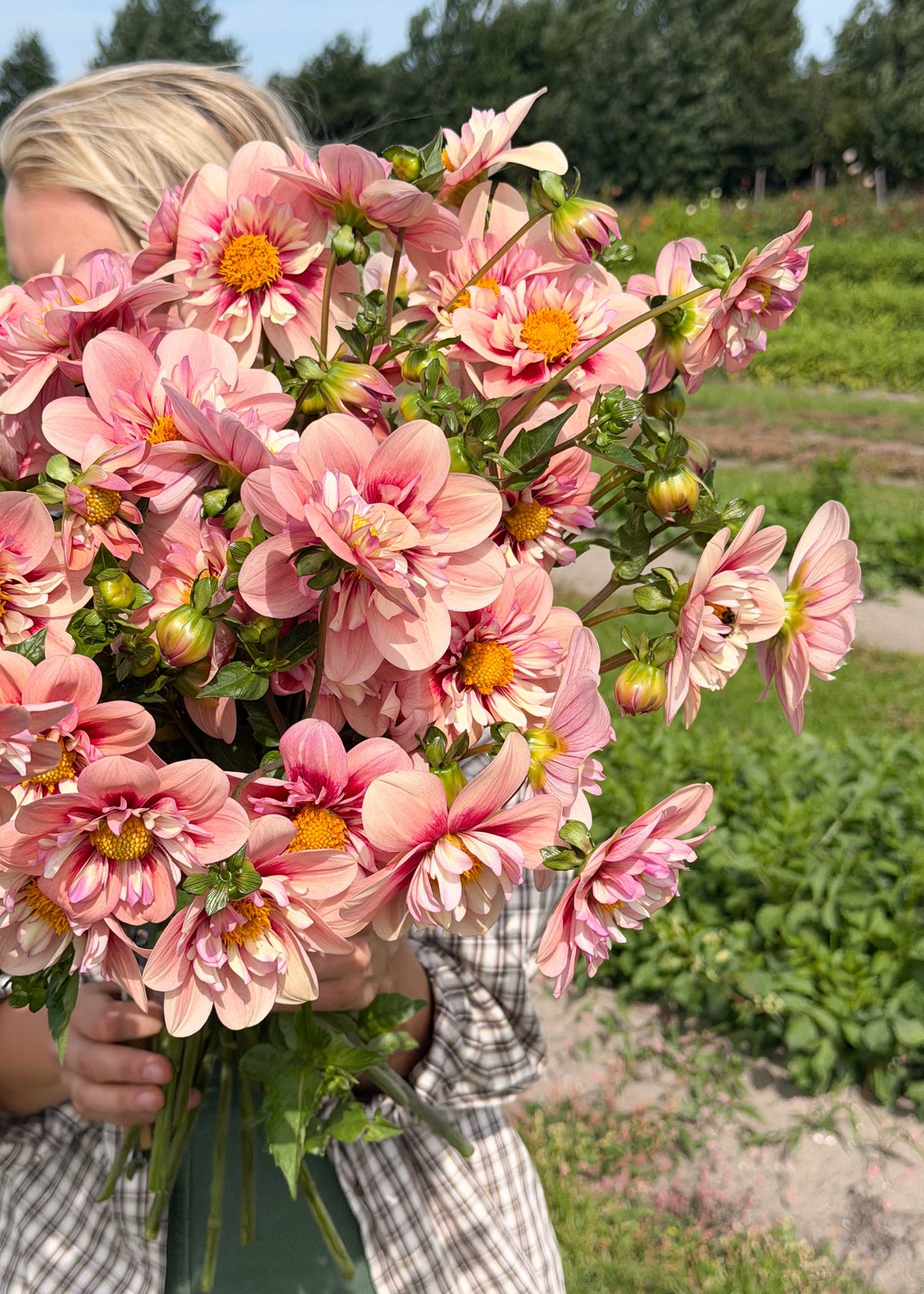 Dahlia - Rhubarb & Custard