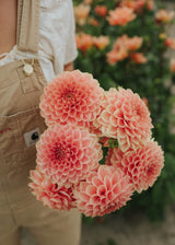 Dahlia - Romance