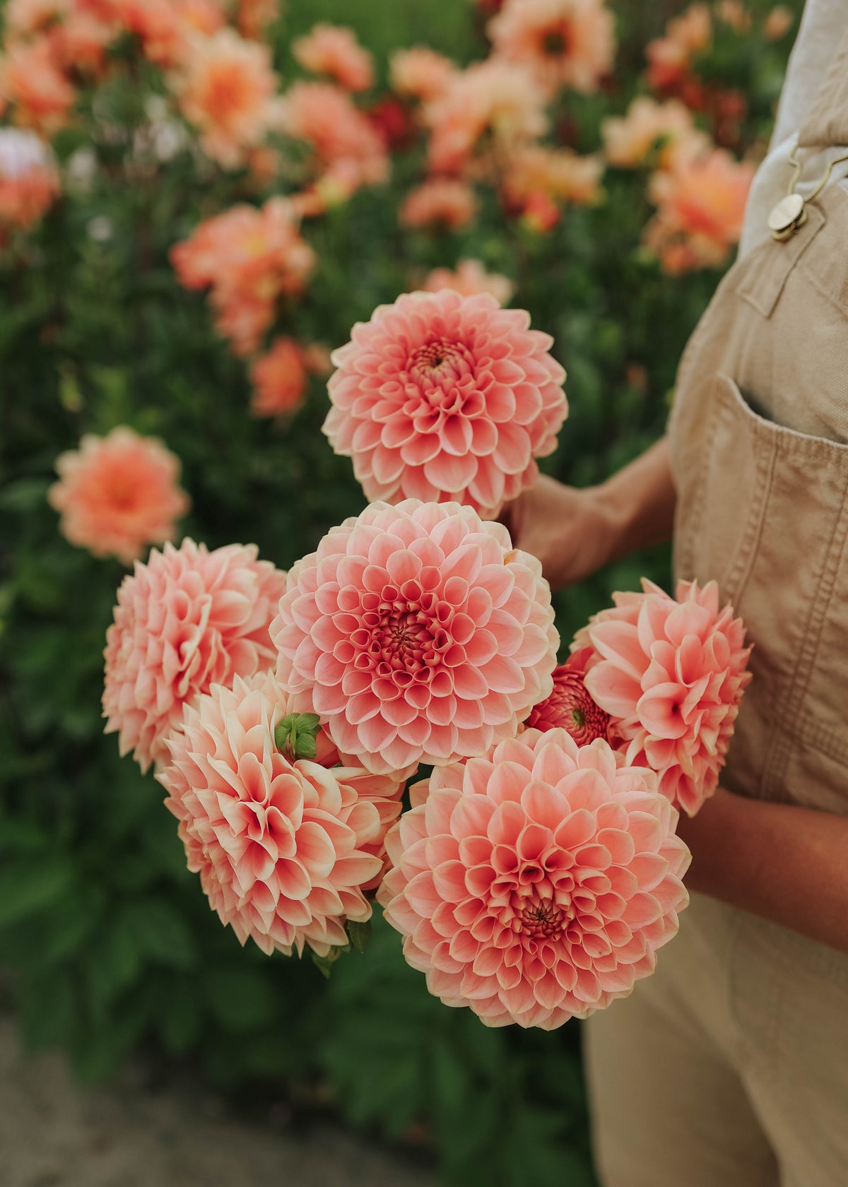 Dahlia - Romance