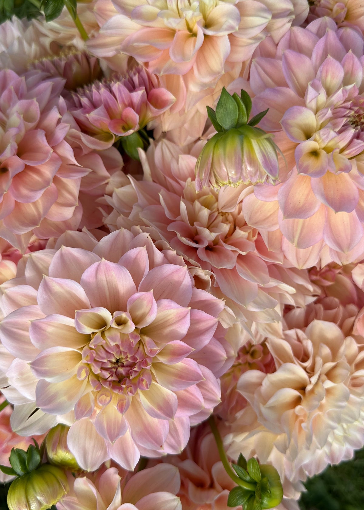Dahlia - Staburadze