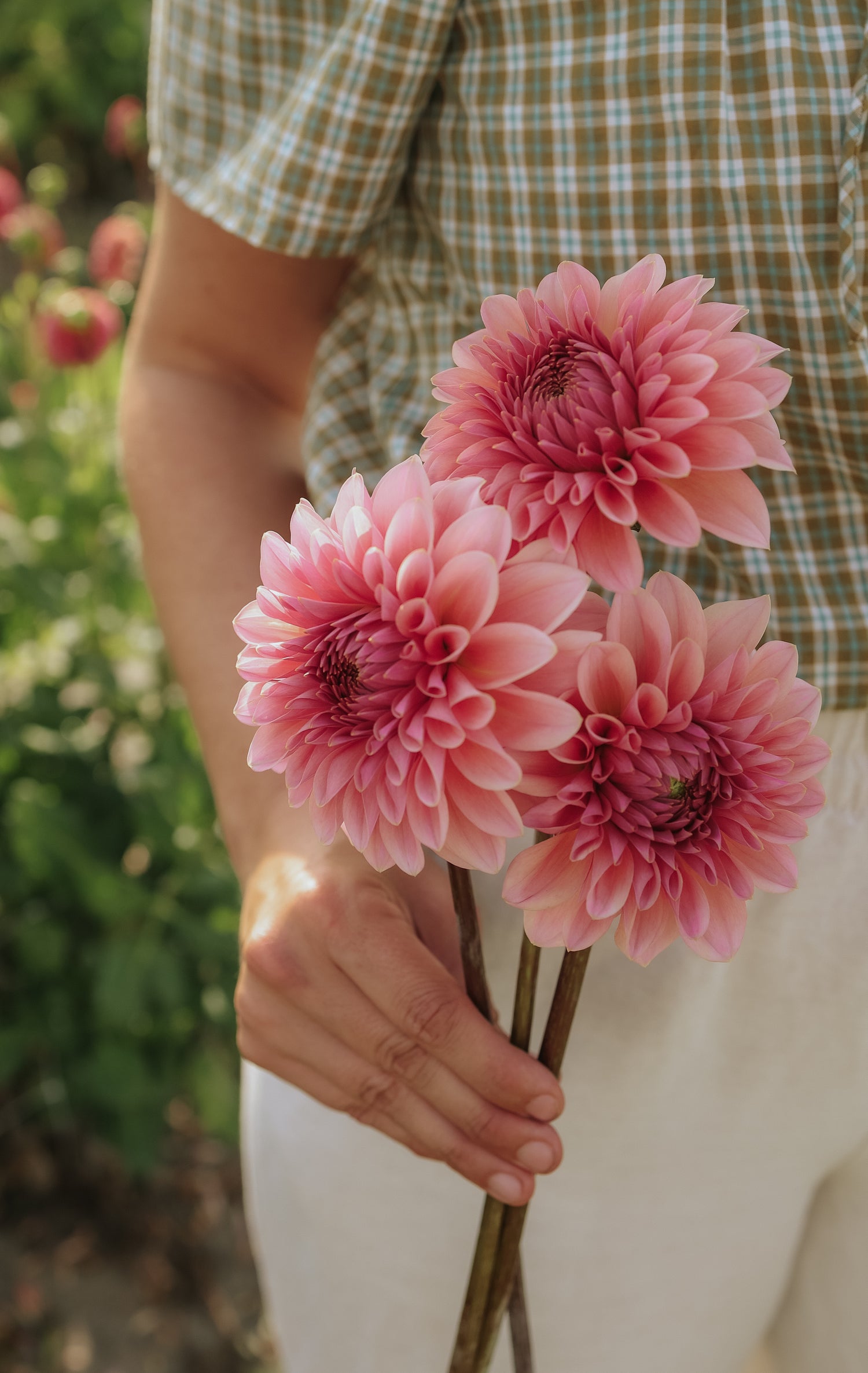 Dahlia - Beauty Queen