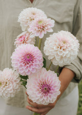 Dahlia - Pink Silk