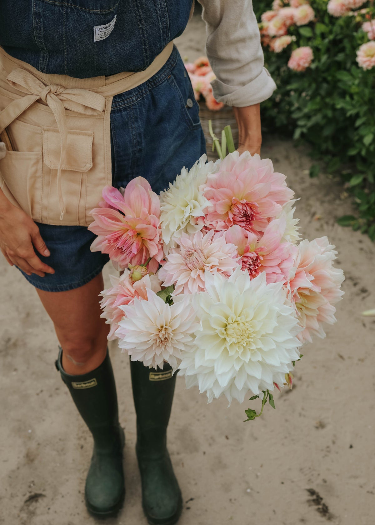 Dahlia Mix - Beautiful Giants