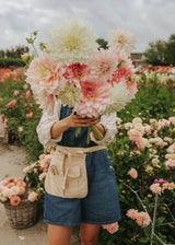 Dahlia Mix - Beautiful Giants