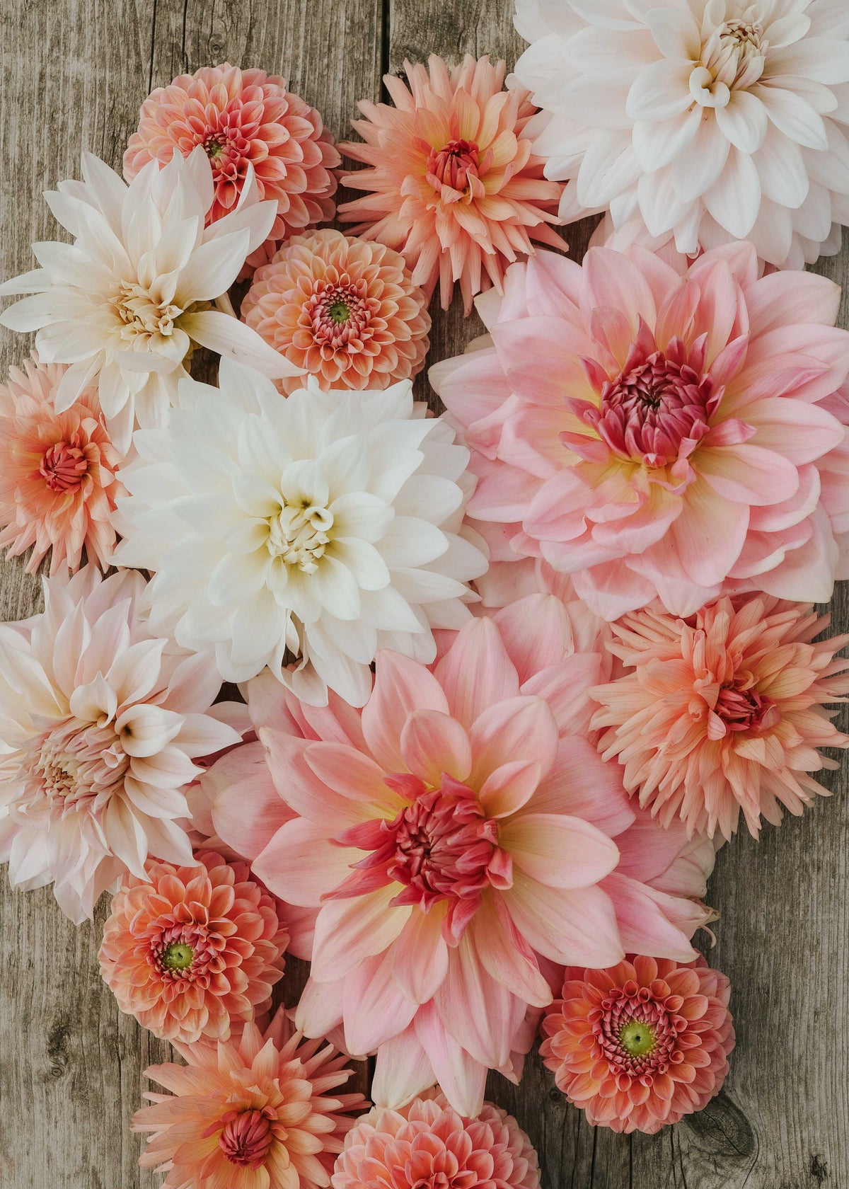 Dahlia Mix - Pink Palette