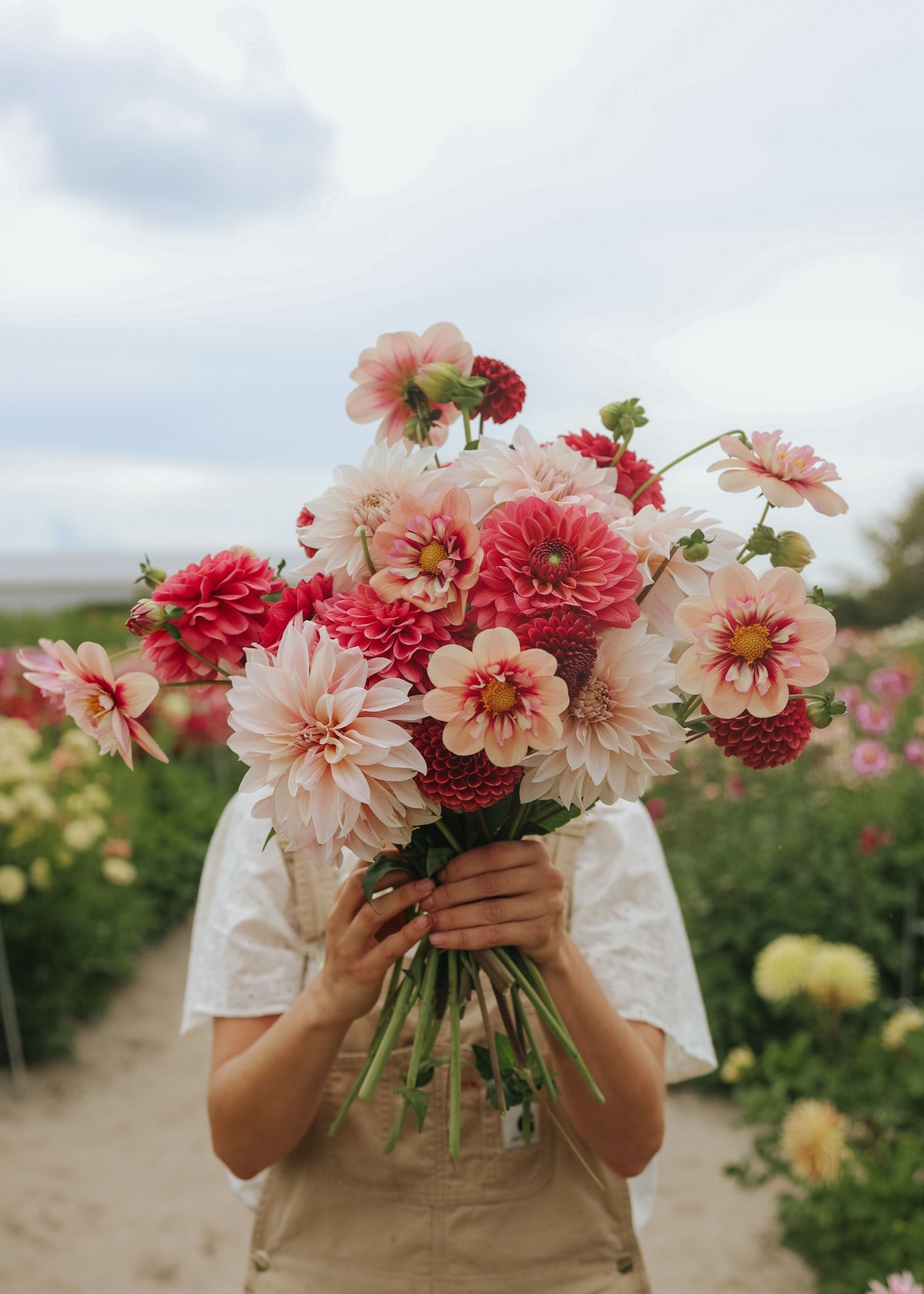 Dahlia Mix - Rhubarb Silk