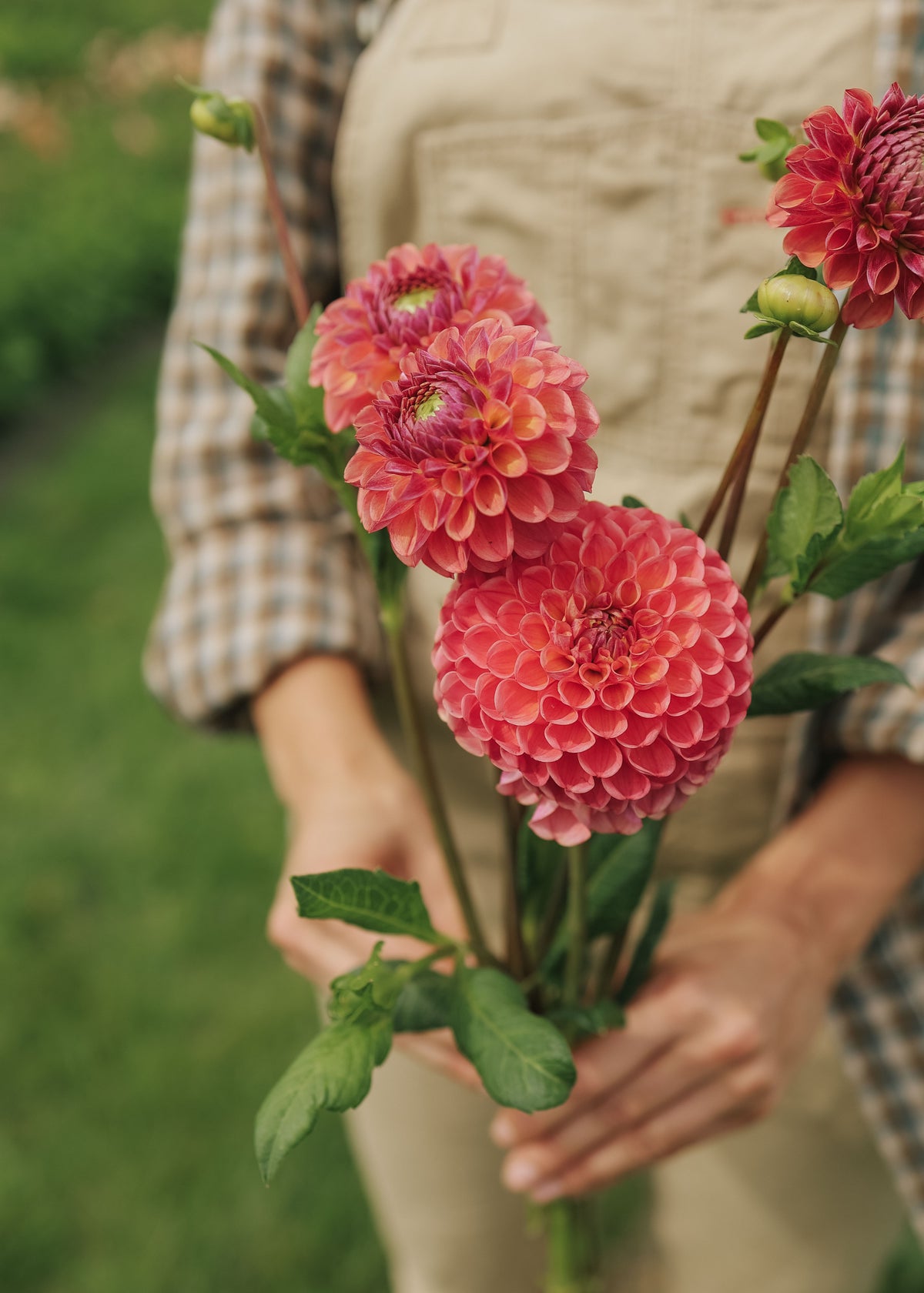 Dahlia - Hapet Coppery